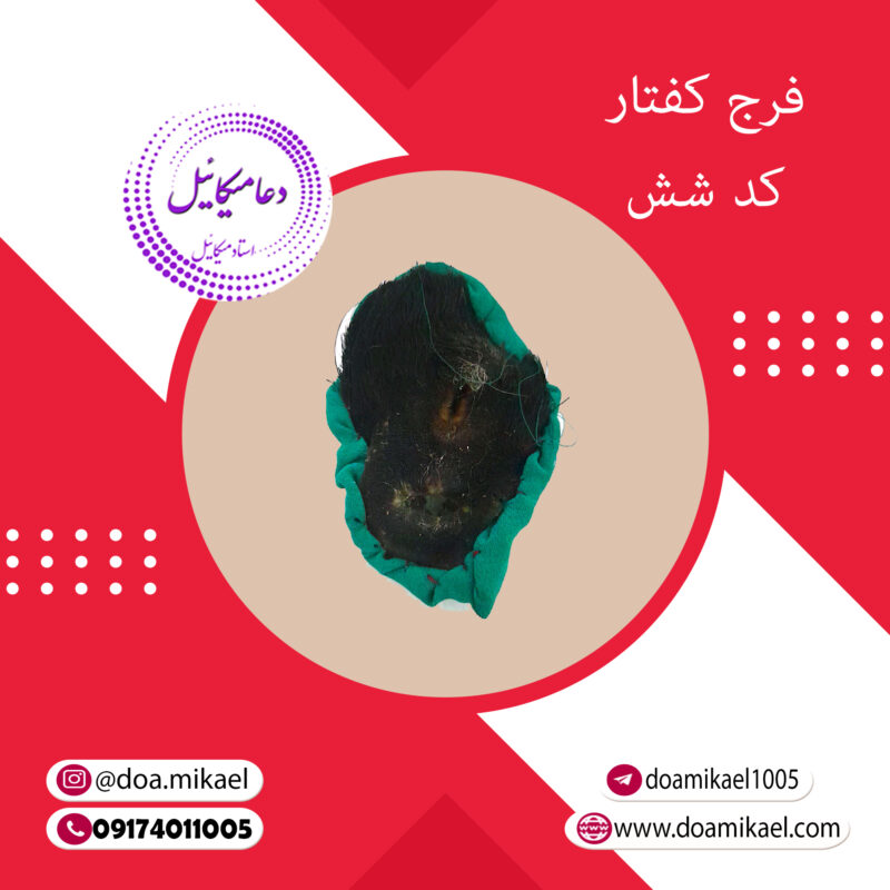 فرج کفتار کد شش - تصویر 1