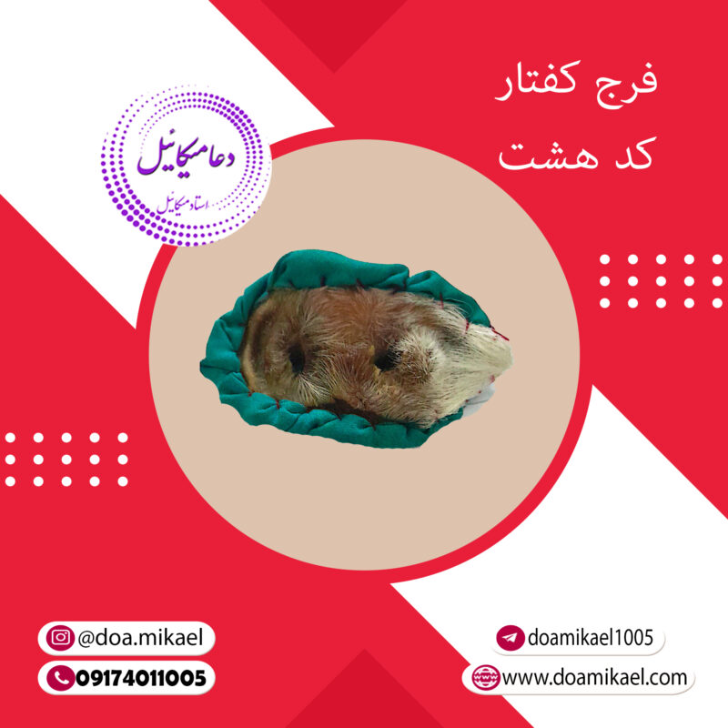 فرج کفتار کد هشت - تصویر 1