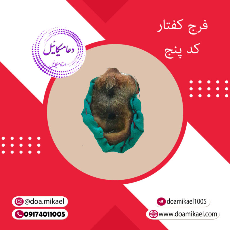 فرج کفتار کد پنج - تصویر 1