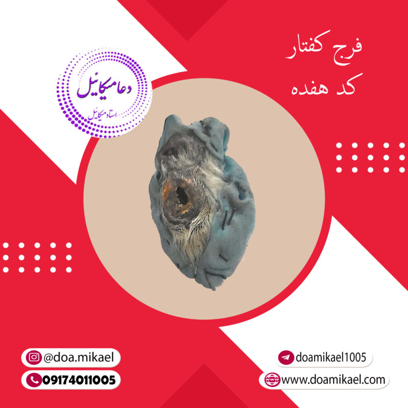 فرج کفتار کد هفده - تصویر 1