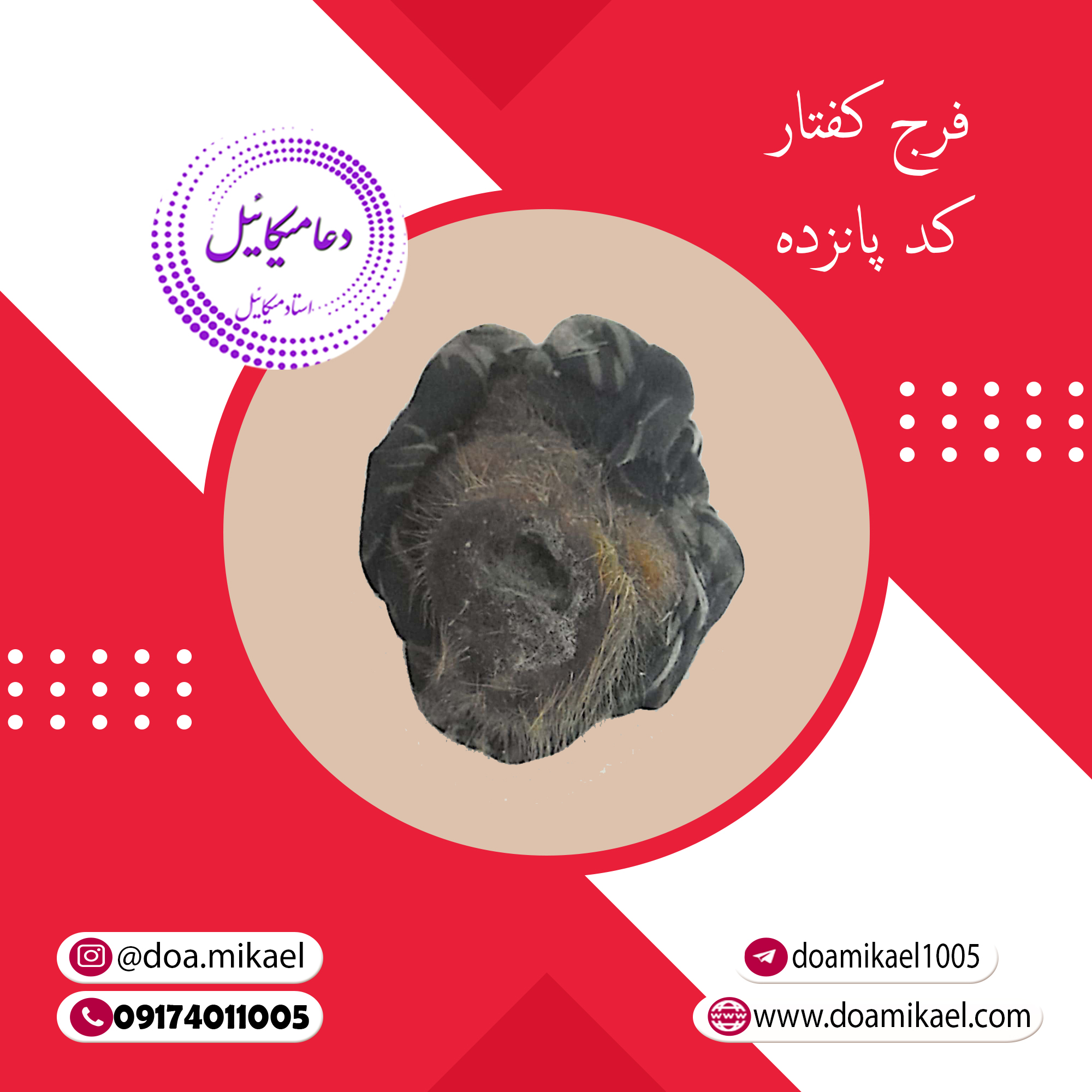 فرج کفتار کد پانزده فرج کفتار کد پانزده - تصویر 1