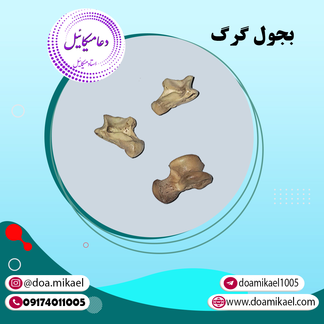 بجول ، گرگ بجول گرگ - تصویر 1