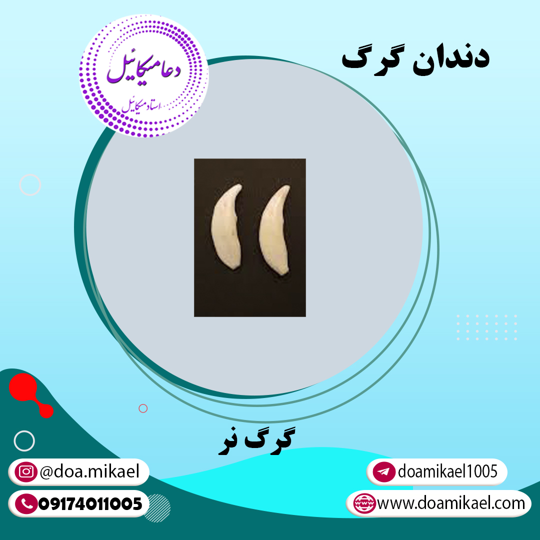 دندان گرگ
