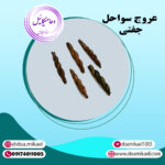 عروج سواحل جفتی
