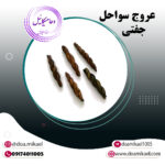 عروج سواحل جفتی